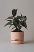Mr Kitly x Decor selfwatering pots - Pale Apricot - Plantsmith | Indoor Plants Melbourne
